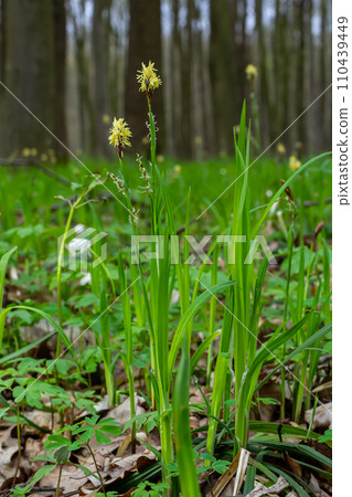 Sedge hairy blossoming in the nature in the spring.Carex pilosa. Cyperaceae Family 110439449