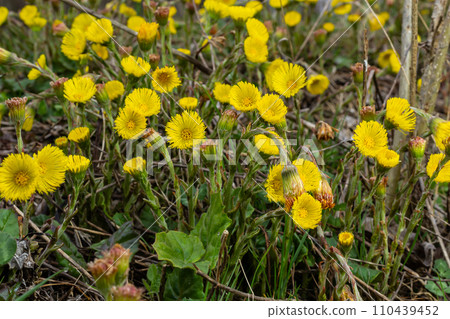 Coltsfoot or foalfoot medicinal wild herb. Farfara Tussilago plant growing in the field. Young flower used as medication ingredients. Meadow spring blooming grass. Group of beautiful yellow flowers 110439452