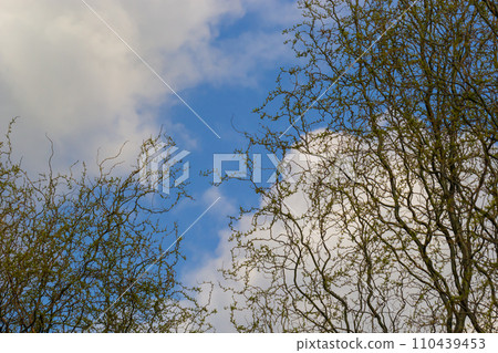 Dragons claw willow branches with new leaves and flowers against blue sky - Latin name - Salix matsudana Tortuosa 110439453
