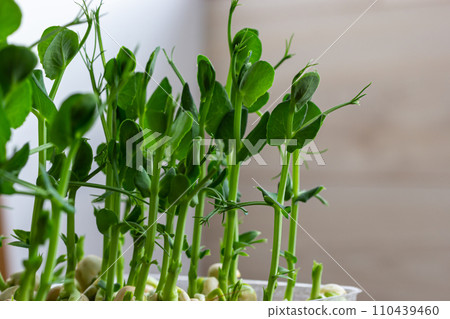 Micro green of peas macro shot. Fresh micro greens growing peas sprouts for healthy salad. Fresh natural organic product Micro green of peas macro shot. Fresh micro greens growing peas sprouts for healthy salad. Fresh natural organic product 110439460