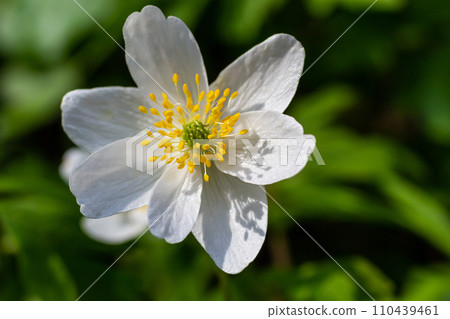 Anemone close-up in the spring forest. Beauty of flowers, nature, naturalness. Sunny summer day, green grass in the park. Anemonoids are frost-free. Bright floral background. Anemone close-up in the spring forest. Beauty of flowers, nature, naturalness. Sunny summer day, green grass in the park. Anemonoids are frost-free. Bright floral background. 110439461