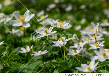 The many white wild flowers in spring forest. Blossom beauty, nature, natural. Sunny summer day, green grass in park. Anemonoides nemorosa The many white wild flowers in spring forest. Blossom beauty, nature, natural. Sunny summer day, green grass in park. Anemonoides nemorosa 110439462