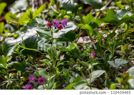Pulmonaria, lungwort flowers of different shades of violet in one inflorescence. Honey plant of Ukraine. The first spring flowers. Pulmonaria officinalis. Pulmonaria officinalis bloom Pulmonaria, lungwort flowers of different shades of violet in one inflorescence. Honey plant of Ukraine. The first spring flowers. Pulmonaria officinalis. Pulmonaria officinalis bloom 110439465