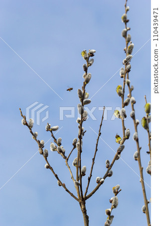 Pussy Willow on the waterside in early spring. Blur background on a sunny day. Symbol of Palm Sunday and Easter Pussy Willow on the waterside in early spring. Blur background on a sunny day. Symbol of Palm Sunday and Easter 110439471