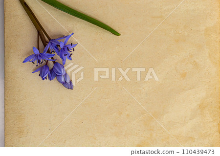 Spring flowers are snowdrops Scilla bifolia and paper for text background. Copy space, top view. Holiday card. Holiday background Spring flowers are snowdrops Scilla bifolia and paper for text background. Copy space, top view. Holiday card. Holiday background 110439473