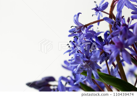 Beautiful blue flowers snowdrops Scilla bifolia alpine squill, two-leaf squill on a white background with space for text. Spring decoration Beautiful blue flowers snowdrops Scilla bifolia alpine squill, two-leaf squill on a white background with space for text. Spring decoration 110439474