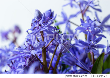 Flower design - floral border made of Scilla bifolia two-leaf squill or alpine squill isolated on white background with space for text. Spring decoration 110439475
