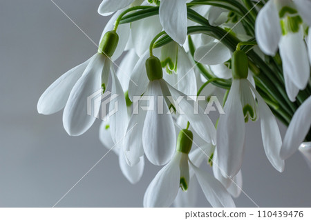 Beautiful snowdrops against light gray background, closeup. Floral background with spring flowers Beautiful snowdrops against light gray background, closeup. Floral background with spring flowers 110439476