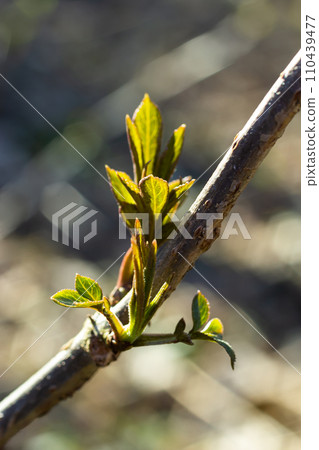 budding buds on a tree branch in early spring macro. Early spring, a twig on a blurred background. The first spring greens 110439477