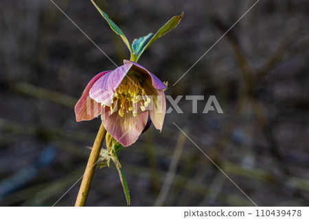 Early spring forest blooms hellebores, Helleborus purpurascens. Purple wildflower in nature. Hellebore macro details Early spring forest blooms hellebores, Helleborus purpurascens. Purple wildflower in nature. Hellebore macro details 110439478
