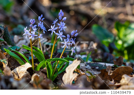 Scilla bifolia, the alpine squill or two-leaf squill, is a herbaceous perennial plant of the family Asparagaceae. Art photo of the early flowering plant Scilla bifolia, the alpine squill 110439479
