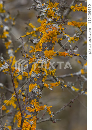 Xanthoria parietina common orange lichen, yellow scale, maritime sunburst lichen and shore lichen on the bark of tree branch. Thin dry branch with orange lichen, close-up, on blurred background Xanthoria parietina common orange lichen, yellow scale, maritime sunburst lichen and shore lichen on the bark of tree branch. Thin dry branch with orange lichen, close-up, on blurred background 110439480