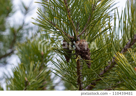 Last year's brown cones on a pine branch against a blue spring sky. Selective focus. A luxurious long needle on a pine branch. Nature concept for design. Texture as a background Last year's brown cones on a pine branch against a blue spring sky. Selective focus. A luxurious long needle on a pine branch. Nature concept for design. Texture as a background 110439481
