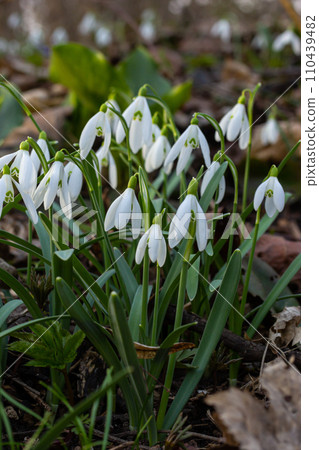 White snowdrop flowers close up. Galanthus blossoms illuminated by the sun in the green blurred background, early spring. Galanthus nivalis bulbous, perennial herbaceous plant in Amaryllidaceae family White snowdrop flowers close up. Galanthus blossoms illuminated by the sun in the green blurred background, early spring. Galanthus nivalis bulbous, perennial herbaceous plant in Amaryllidaceae family 110439482
