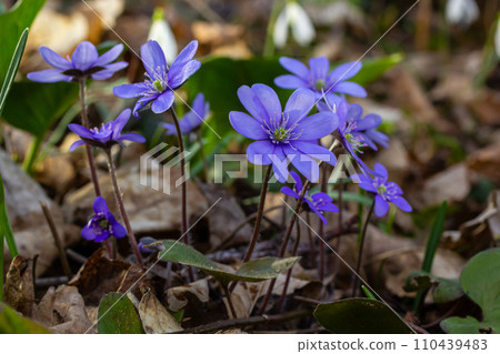 Beautiful macro shot of a first single wildflower Large Blue Hepatisa Hepatisa transsylvanica starting to bloom among dry leaves in early spring Beautiful macro shot of a first single wildflower Large Blue Hepatisa Hepatisa transsylvanica starting to bloom among dry leaves in early spring 110439483