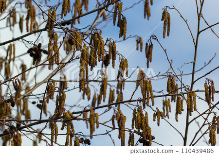 Small branch of black alder Alnus glutinosa with male catkins and female red flowers. Blooming alder in spring beautiful natural background with clear earrings and blurred background 110439486