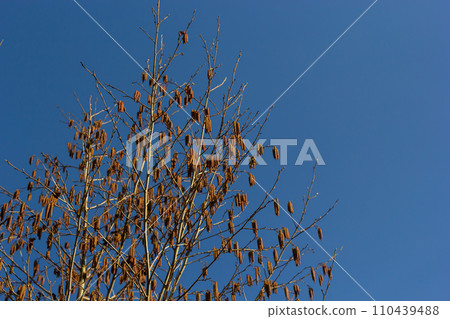 Small branch of black alder Alnus glutinosa with male catkins and female red flowers. Blooming alder in spring beautiful natural background with clear earrings and blurred background 110439488