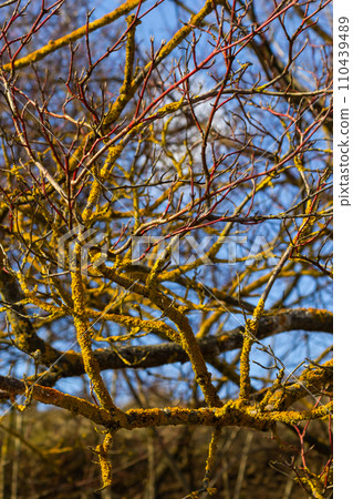 Xanthoria parietina common orange lichen, yellow scale, maritime sunburst lichen and shore lichen on the bark of tree branch. Thin dry branch with orange lichen, close-up, on blurred background Xanthoria parietina common orange lichen, yellow scale, maritime sunburst lichen and shore lichen on the bark of tree branch. Thin dry branch with orange lichen, close-up, on blurred background 110439489