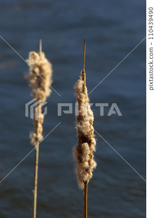 Cattails bulrush Typha latifolia beside river. Closeup of blooming cattails during early spring snowy background. Flowers and seed heads of fluffy cattail 110439490