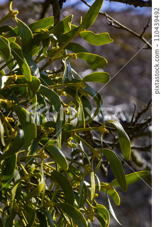 Mistletoe aka viscum is parasite plant growing on trees. Closeup view of mistletoe on bare tree on blue sky background Mistletoe aka viscum is parasite plant growing on trees. Closeup view of mistletoe on bare tree on blue sky background 110439492