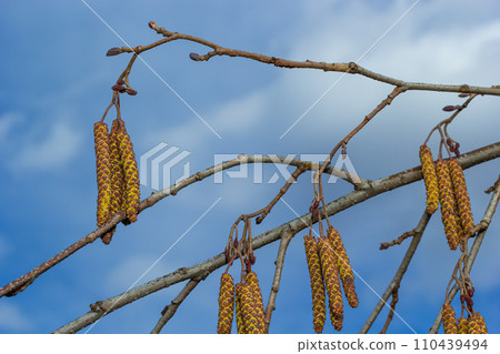 Small branch of black alder Alnus glutinosa with male catkins and female red flowers. Blooming alder in spring beautiful natural background with clear earrings and blurred background 110439494