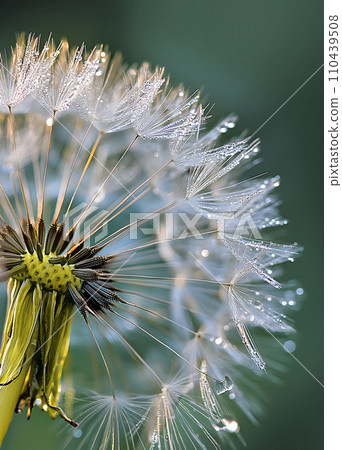 dandelion with dew drops, macro dandelion with dew drops, macro 110439508