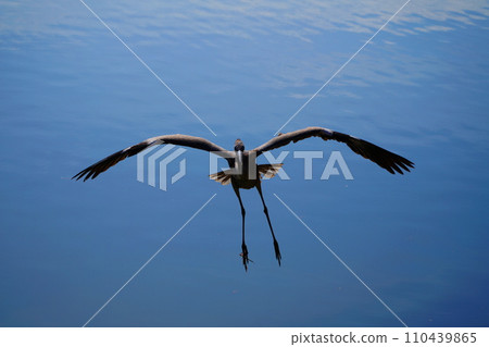 著陸前的灰鷺 110439865