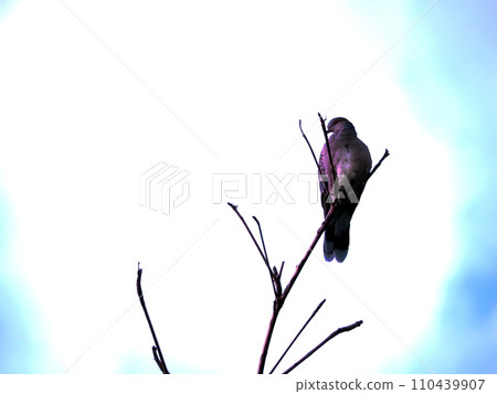 A turtledove perches on a tall tree and stares somewhere A turtledove perches on a tall tree and stares somewhere 110439907