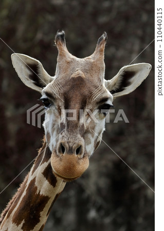 Up of the face of the giraffe Up of the face of the giraffe 110440115