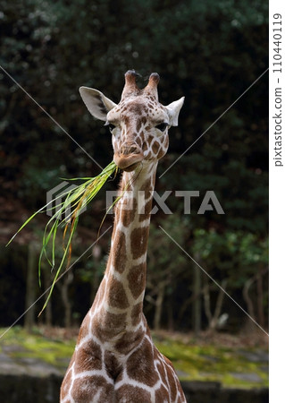 Portrait of a giraffe holding green grass in its mouth 110440119