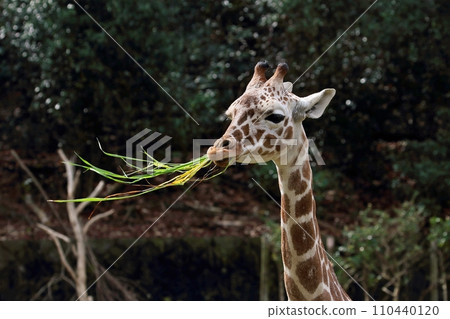 Close-up of a giraffe's face with grass in its mouth 110440120