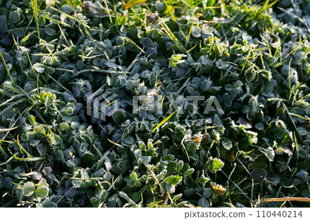 frost flowers in the grass 110440214