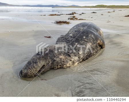 Dead seal lying on Narin beach by Portnoo - County Donegal, Ireland. Dead seal lying on Narin beach by Portnoo - County Donegal, Ireland. 110440294