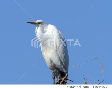 White egret in the blue sky 110440770