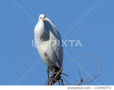 White egret in the blue sky 110440772