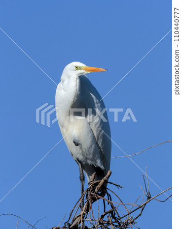 White egret in the blue sky 110440777