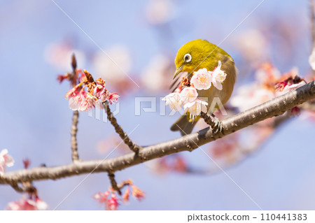 Breathe in cherry blossoms in full bloom Breathe in cherry blossoms in full bloom 110441383