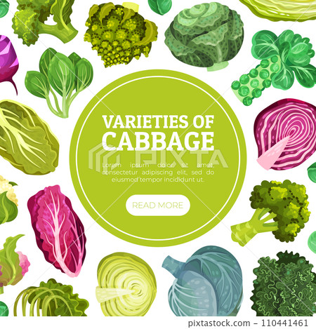 Cabbage Vegetable Banner Design with Crop Vector Template Cabbage Vegetable Banner Design with Crop Vector Template 110441461