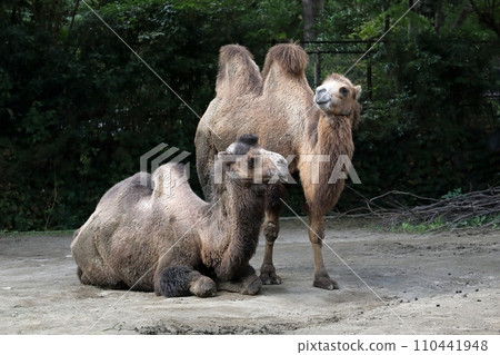 friendly camel couple 110441948