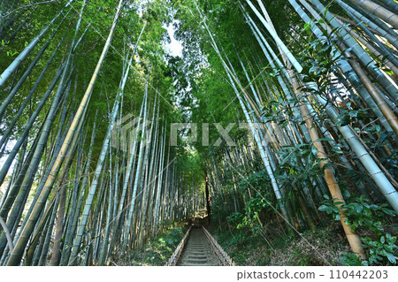穿過竹林後，就會發現一條穿過竹林的小路。 110442203