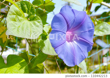 藍色牽牛花 110442213