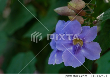Blue flower on green leaves nature background Blue flower on green leaves nature background 110442421