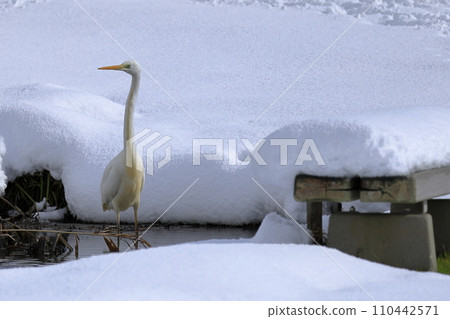 白鷺鷥站在白雪覆蓋的沼澤中 白鷺鷥站在白雪覆蓋的沼澤中 110442571