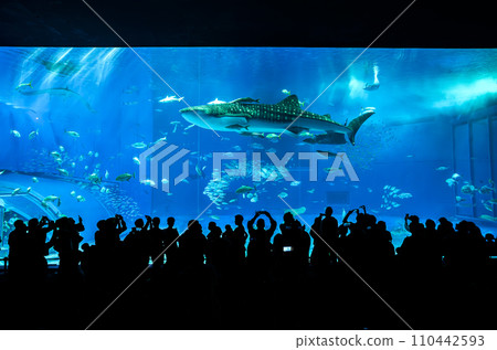 美麗海水族館的鯨鯊 110442593