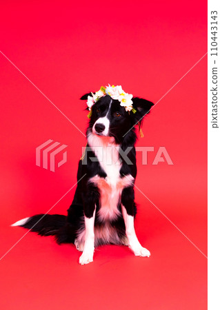 Border Collie portrait looking at camera against red and yellow background 110443143