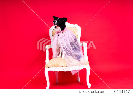 Border Collie portrait looking at camera against red and yellow background 110443147
