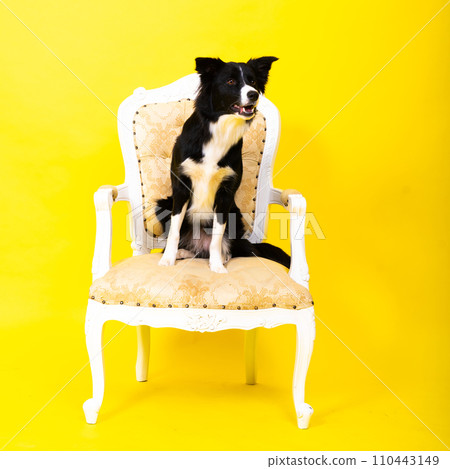 Border Collie portrait looking at camera against red and yellow background 110443149