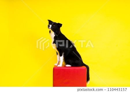 Border Collie portrait looking at camera against red and yellow background 110443157