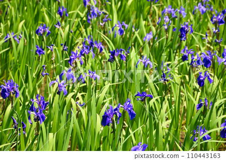 Kyoto Ota Shrine, Kakitsubata of Otanosawa (Kamigamo Shrine, a subsidiary shrine of Kamobetsu Rai Shrine) 110443163