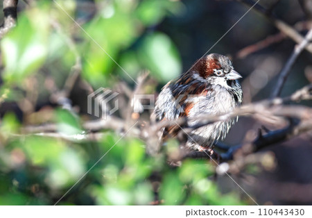 House sparrow in the bushes 110443430